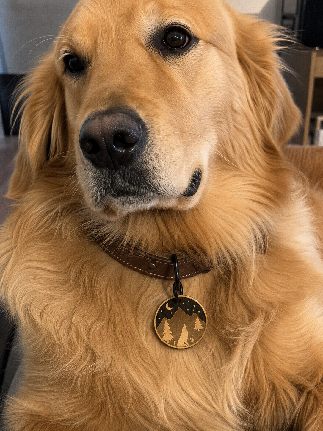 Golden Retriever médaille